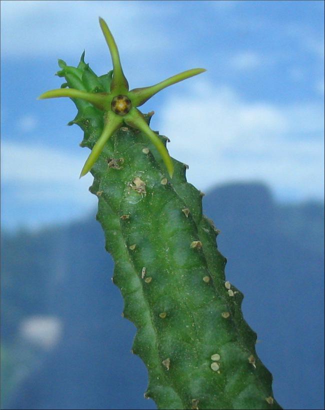Name:  Echidnopsis montana.jpg
Views: 872
Size:  51.5 KB