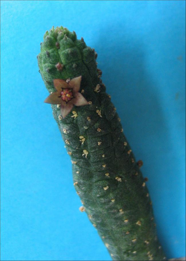 Name:  Echidnopsis nubica.jpg
Views: 858
Size:  54.0 KB