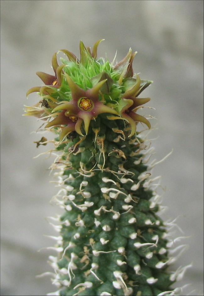 Name:  Echidnopsis sp Nov clone 2.jpg
Views: 853
Size:  65.9 KB
