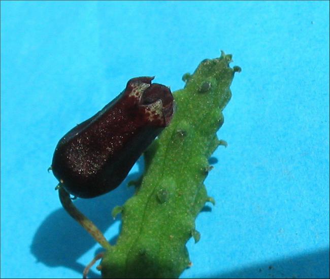 Name:  Echidnopsis squamulata 1.jpg
Views: 862
Size:  41.1 KB