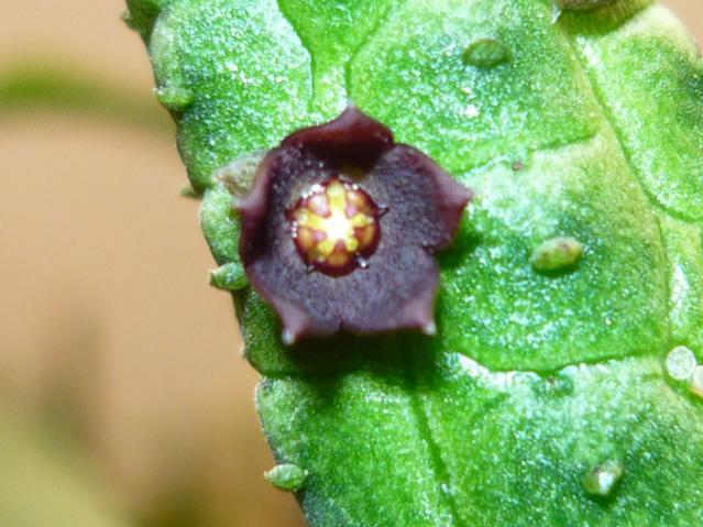 Name:  Echidnopsis variedad porfis.jpg
Views: 873
Size:  48.9 KB