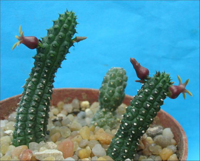 Name:  Echidnopsis watsonii 1.jpg
Views: 893
Size:  46.1 KB