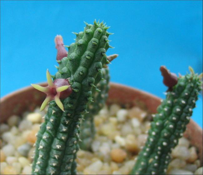 Name:  Echidnopsis watsonii.jpg
Views: 870
Size:  38.6 KB