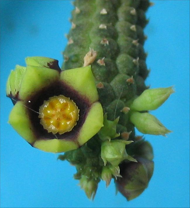 Name:  Echidnopsis yemenensis 1.jpg
Views: 874
Size:  47.2 KB