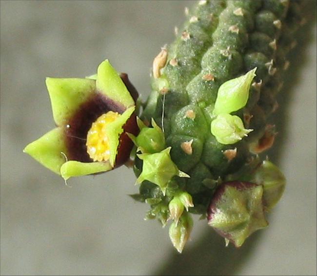 Name:  Echidnopsis yemenensis.jpg
Views: 861
Size:  43.3 KB