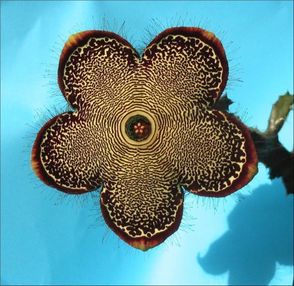 Name:  Edithcolea grandis .jpg
Views: 1020
Size:  72.1 KB