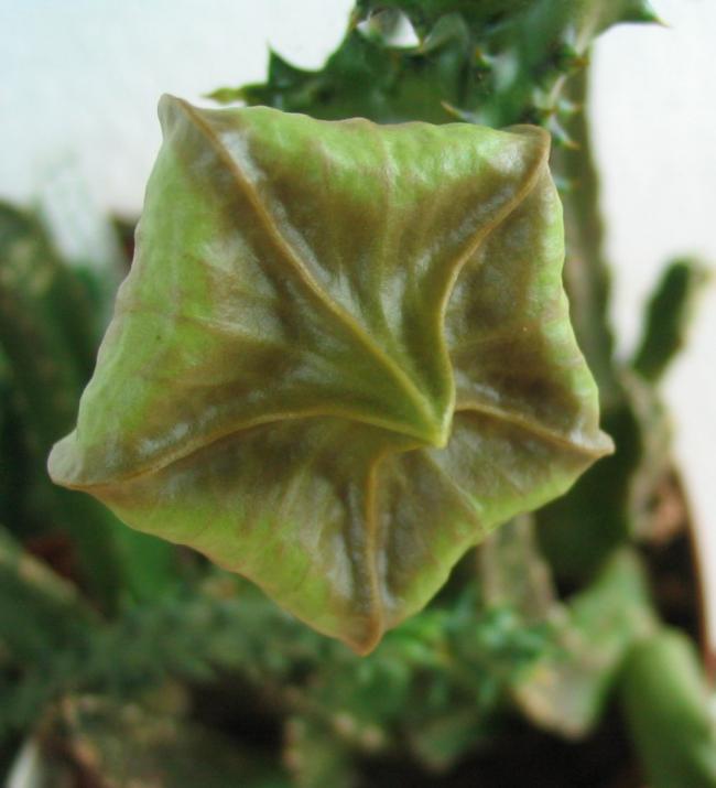 Name:  Edithcolea grandis 1.jpg
Views: 943
Size:  40.3 KB