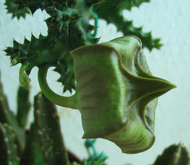 Name:  Edithcolea grandis 2.jpg
Views: 1051
Size:  37.3 KB