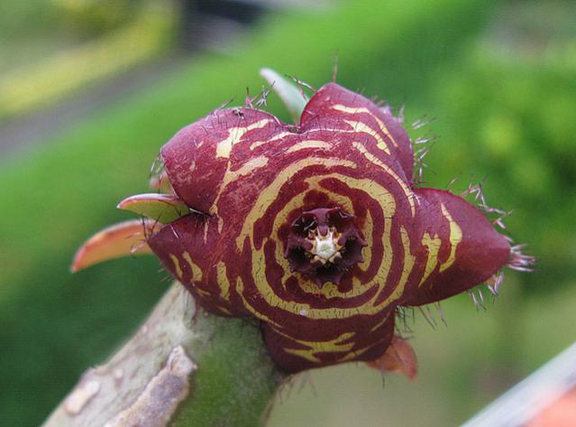 Name:  Frerea indica.jpg
Views: 889
Size:  38.4 KB
