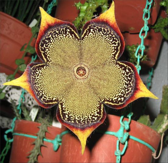Name:  Edithcolea grandis 12 cm.jpg
Views: 1422
Size:  73.6 KB