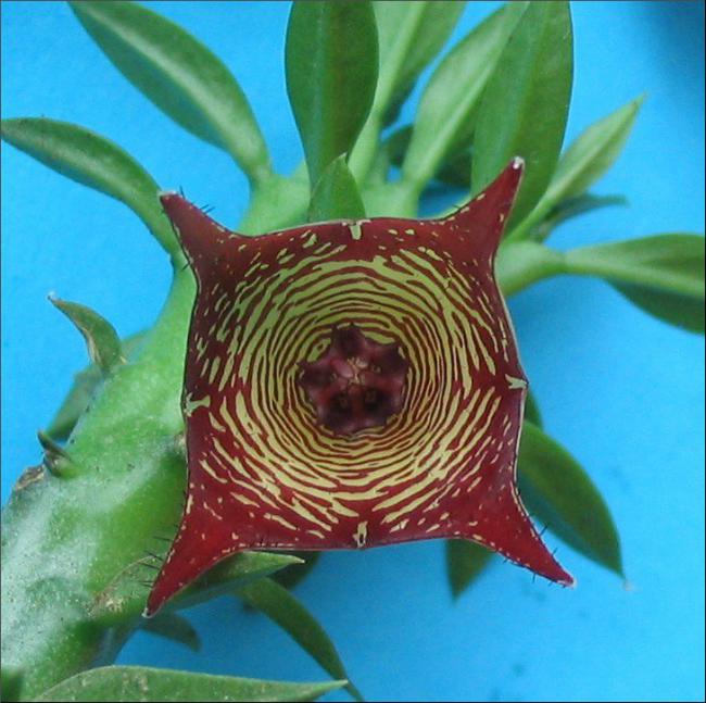 Name:  Frernia 'Beatrice'.jpg
Views: 826
Size:  61.8 KB