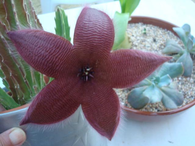 Name:  Grandiflora (2).jpg
Views: 837
Size:  37.0 KB