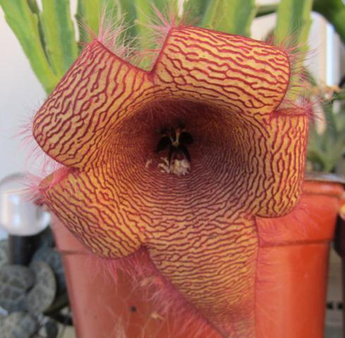 Name:  grandiflora ha vuelto.jpg
Views: 848
Size:  39.1 KB