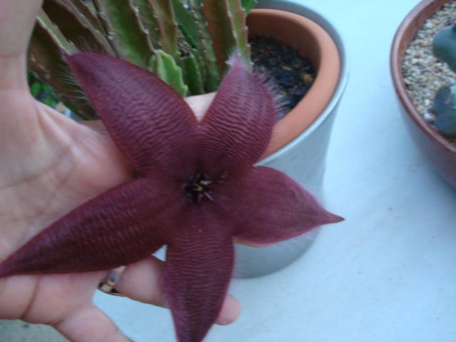 Name:  Grandiflora.jpg
Views: 838
Size:  28.8 KB