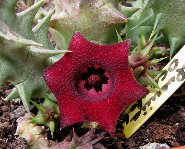 Name:  H. oculata,  macrocarpa var penzigii.jpg
Views: 850
Size:  70.9 KB