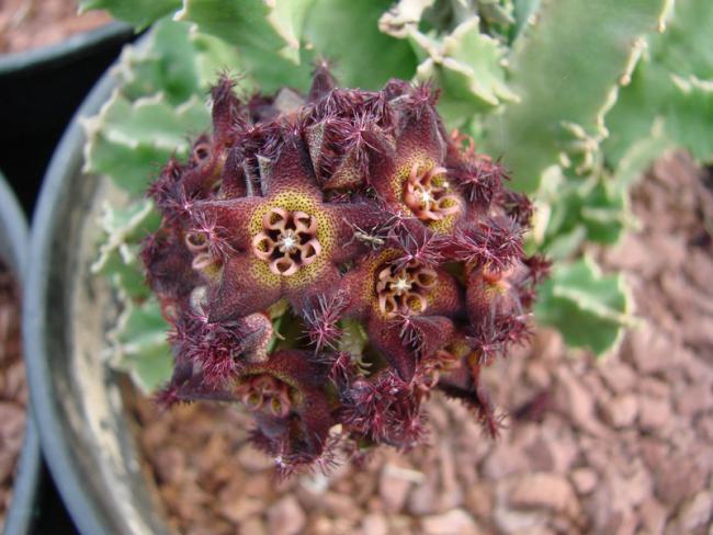 Name:  hibrido de hexagona.jpg
Views: 788
Size:  50.4 KB