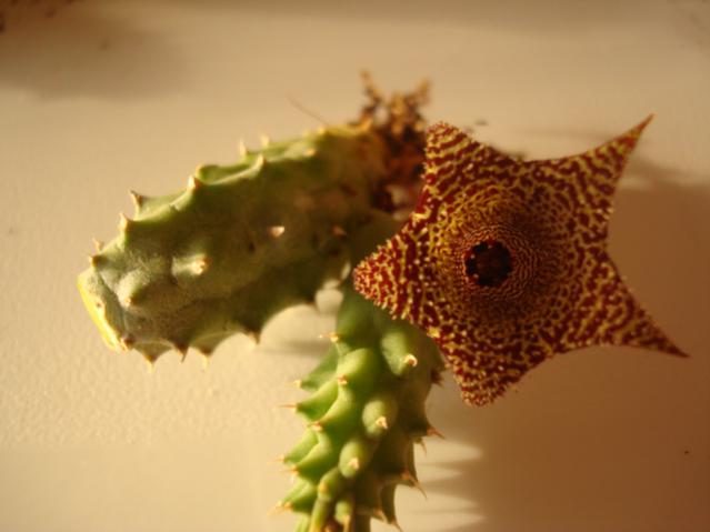 Name:  Huerni Turetti o Piersii  hibrido.jpg
Views: 886
Size:  26.5 KB