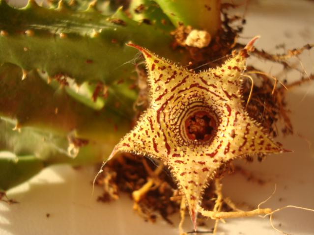 Name:  Huerni Turetti o Piersii o  hibrido.jpg
Views: 831
Size:  41.0 KB