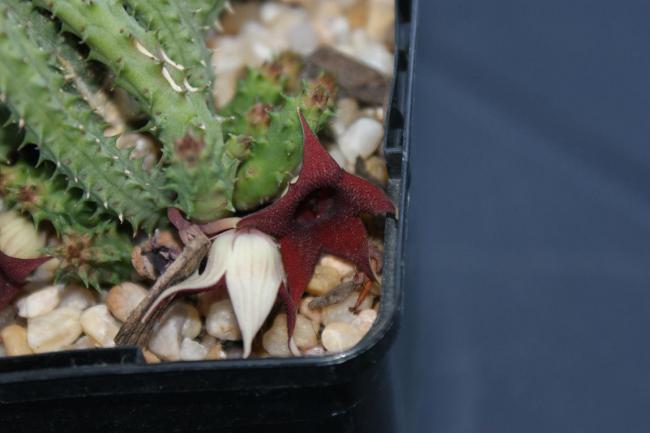 Name:  Huernia  pillansii x pendula.jpg
Views: 888
Size:  29.7 KB