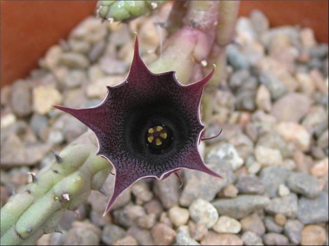 Name:  Huernia aff aspera .jpg
Views: 883
Size:  40.2 KB
