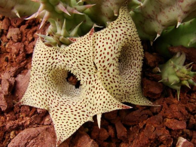 Name:  Huernia arabica.jpg
Views: 1017
Size:  65.7 KB