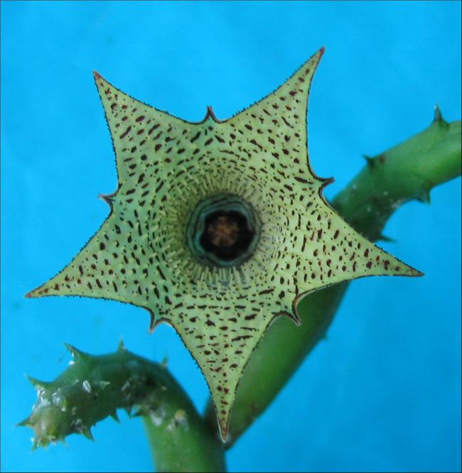 Name:  Huernia archeri.jpg
Views: 933
Size:  50.1 KB
