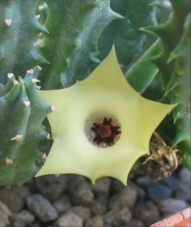 Name:  Huernia bayeri0.jpg
Views: 961
Size:  52.3 KB