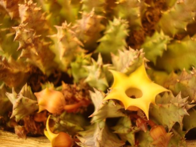 Name:  Huernia bayerii..jpg
Views: 814
Size:  40.3 KB