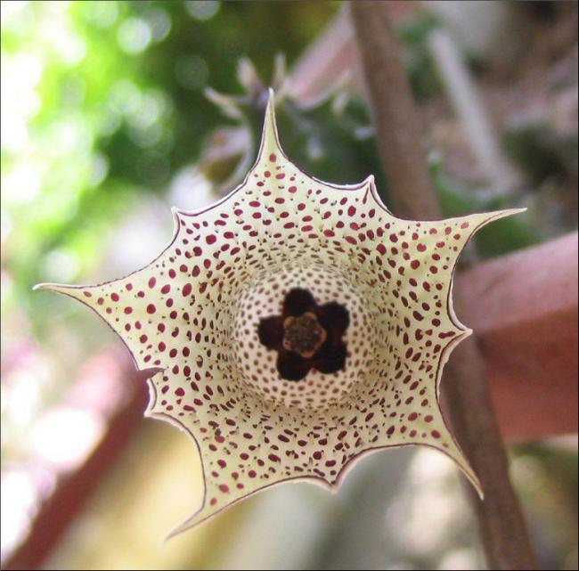 Name:  Huernia boleana .jpg
Views: 919
Size:  56.4 KB