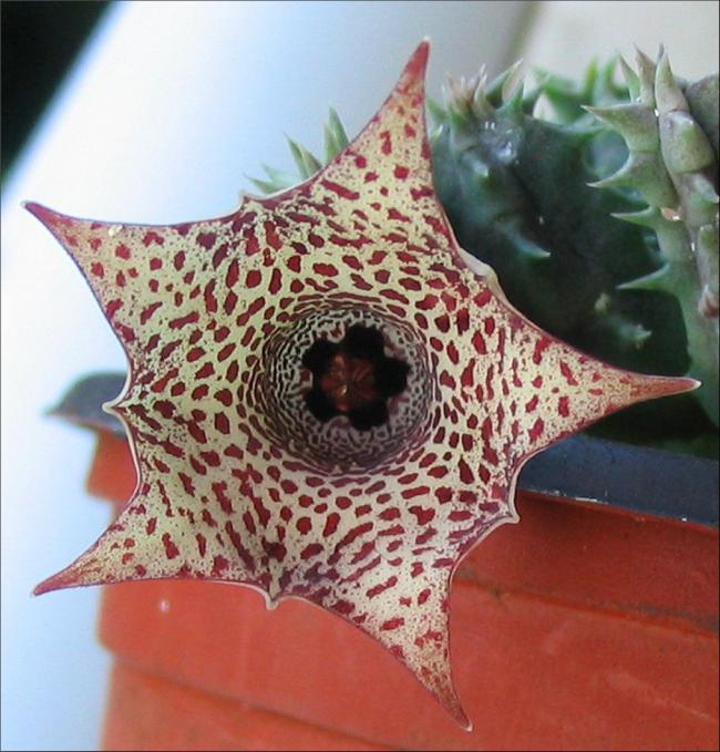 Name:  Huernia campanulata.jpg
Views: 1008
Size:  69.1 KB