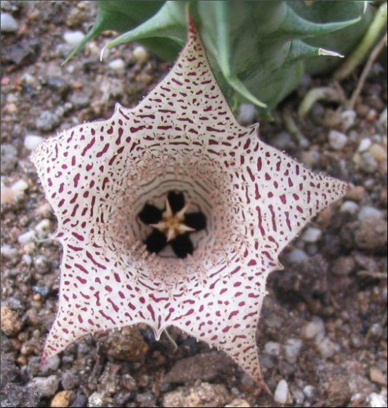 Name:  Huernia Collenette.jpg
Views: 887
Size:  67.2 KB