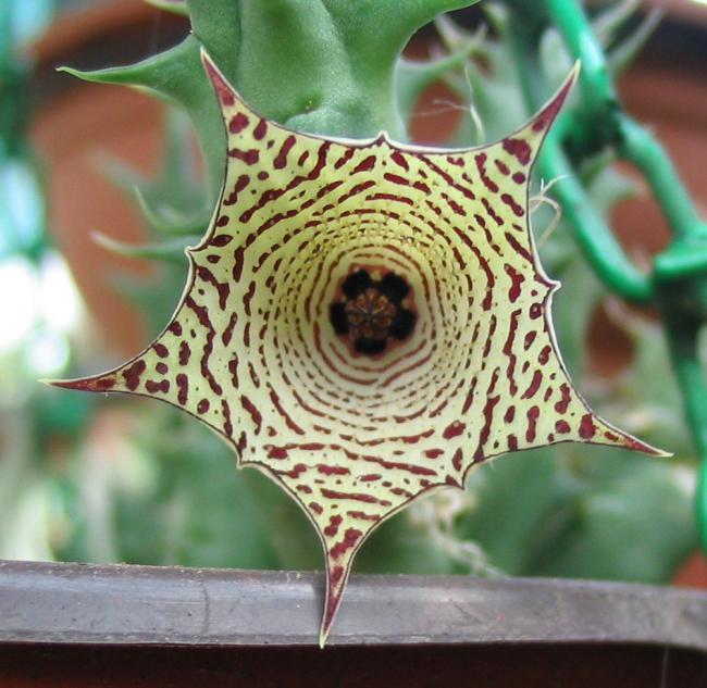 Name:  Huernia concinna ssp concinna.jpg
Views: 1225
Size:  60.9 KB