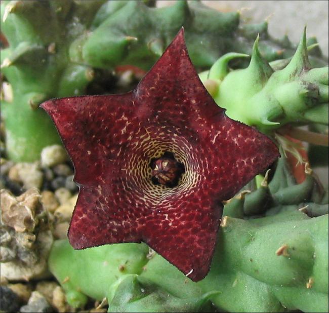 Name:  Huernia concinna x Orbea prognatha 1.jpg
Views: 1002
Size:  60.9 KB