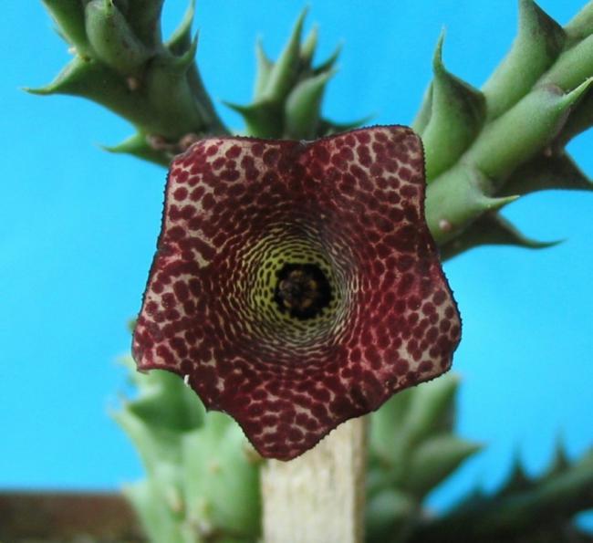Name:  Huernia concinna x Orbea prognatha.jpg
Views: 862
Size:  41.6 KB