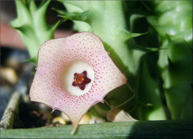 Name:  Huernia concinna X xx photo Dje.jpg
Views: 870
Size:  50.1 KB