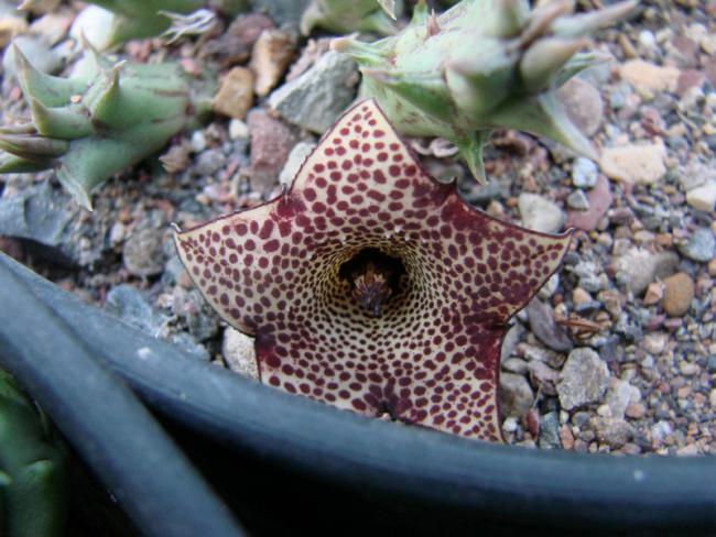 Name:  Huernia concinna.jpg
Views: 860
Size:  55.1 KB