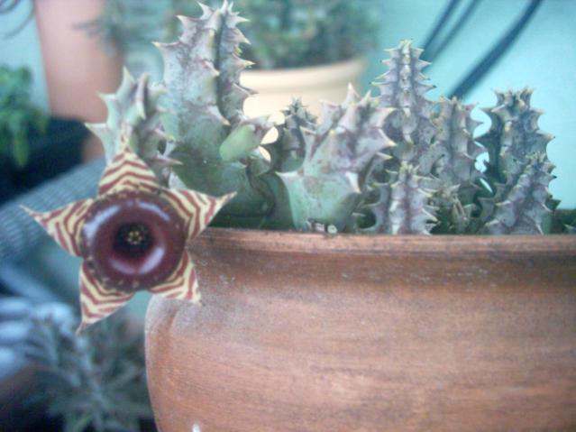 Name:  Huernia confusa o la zebrina0.jpg
Views: 892
Size:  38.1 KB