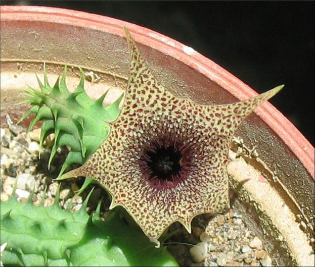 Name:  Huernia distincta.jpg
Views: 1093
Size:  70.7 KB