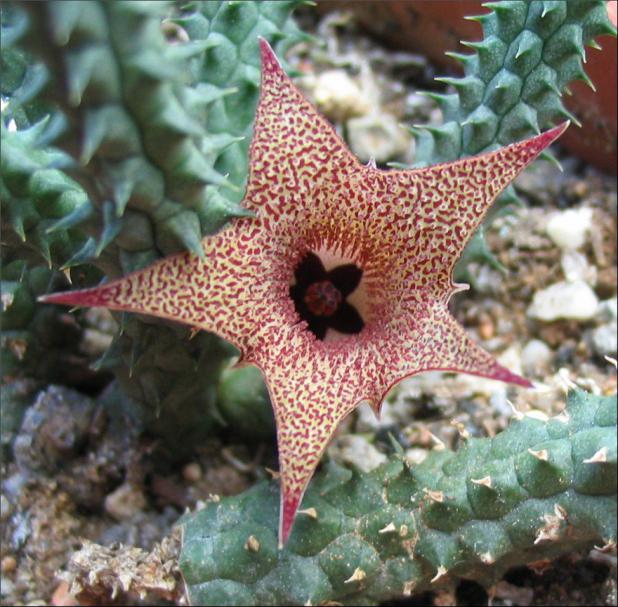 Name:  Huernia echidnopsioides.jpg
Views: 985
Size:  71.2 KB