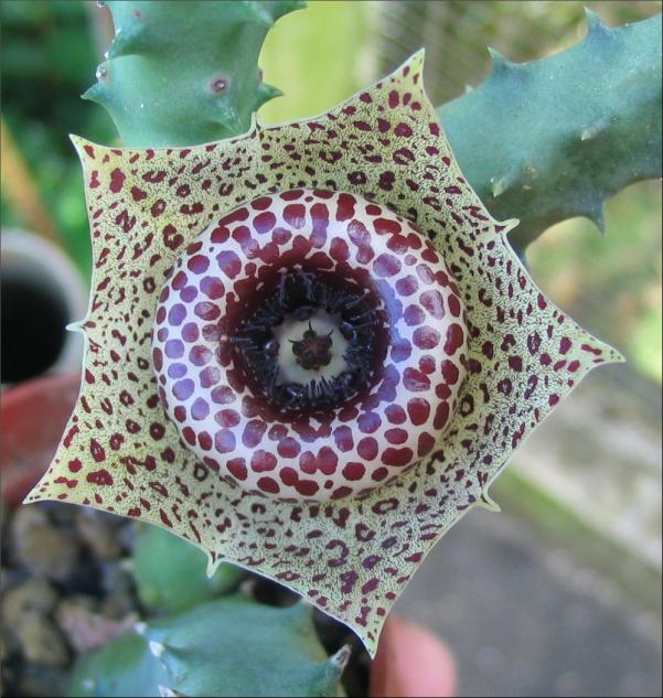 Name:  Huernia guttata ssp reticulata.jpg
Views: 1143
Size:  70.8 KB
