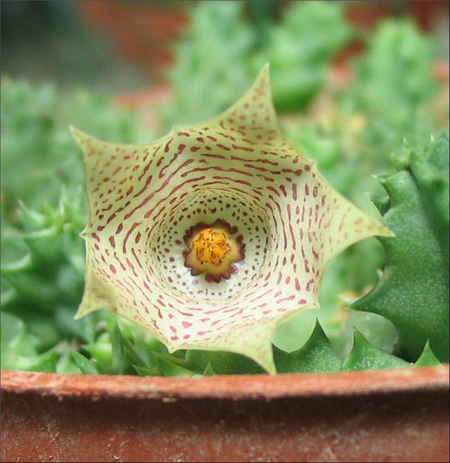 Name:  Huernia halli.jpg
Views: 905
Size:  59.0 KB