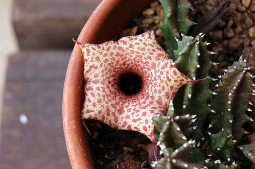 Name:  Huernia hislopii spp hislopii.jpg
Views: 841
Size:  31.7 KB