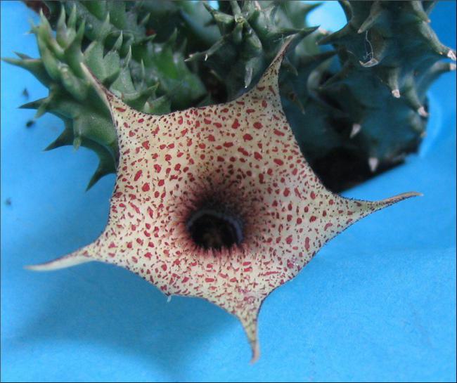 Name:  Huernia hislopii ssp robusta.jpg
Views: 886
Size:  52.3 KB