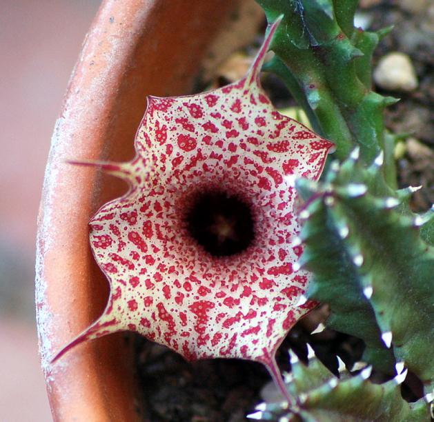 Name:  Huernia hislopii.jpg
Views: 912
Size:  70.8 KB