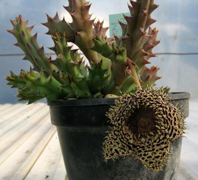 Name:  Huernia histryx.jpg
Views: 833
Size:  57.8 KB