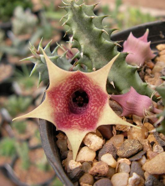 Name:  Huernia hybride photo E G .jpg
Views: 814
Size:  50.0 KB