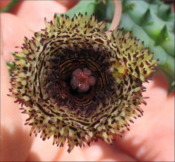 Name:  Huernia hystrix hystrix A.jpg
Views: 863
Size:  57.0 KB