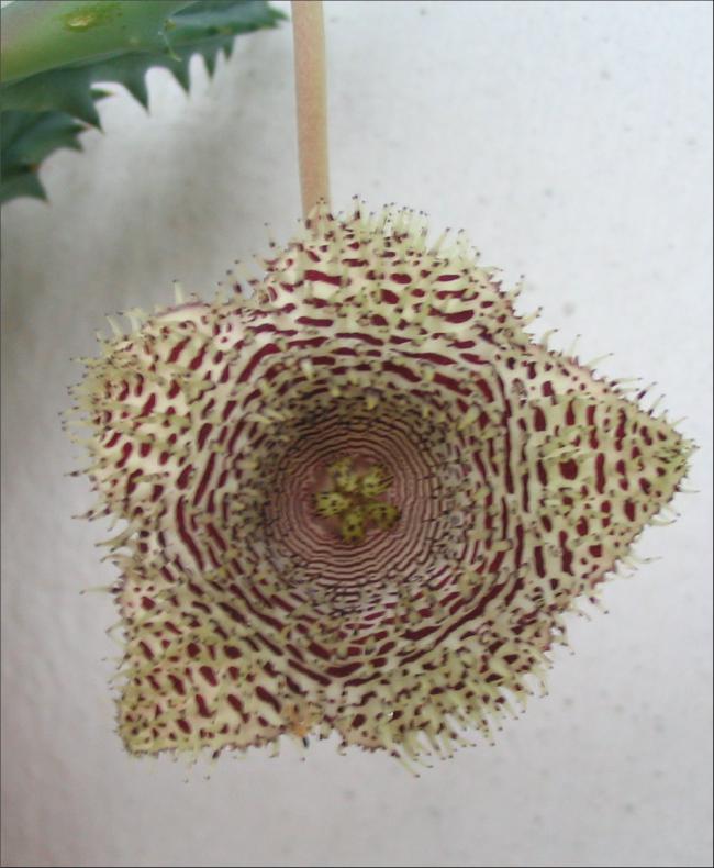 Name:  Huernia hystrix hystrix semis 1.jpg
Views: 747
Size:  61.7 KB