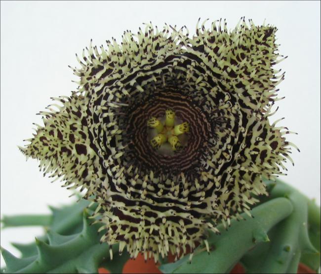 Name:  Huernia hystrix hystrix semis.jpg
Views: 743
Size:  63.3 KB
