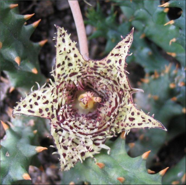 Name:  Huernia hystrix var parvula.jpg
Views: 851
Size:  67.5 KB